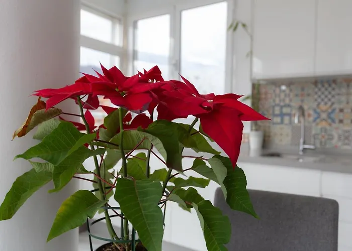 Apt Playa Y Montana * 토레몰리노스