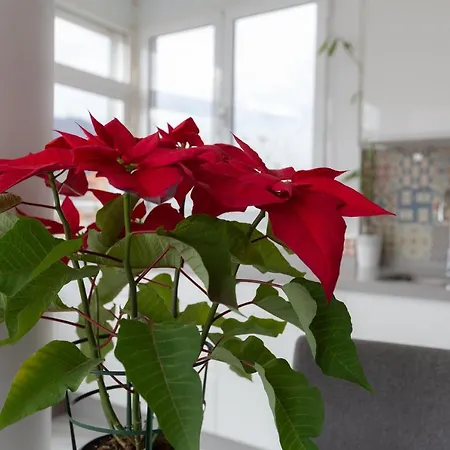 Apt Playa Y Montana * טורמולינוס